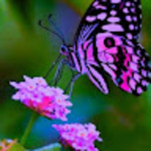 Meet your Posher, Brianna